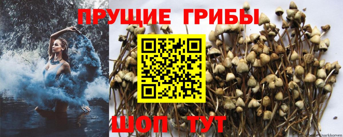 Галлюциногенные грибы Psilocybe  Псилоцибиновые грибы мухоморы  Саяногорск  Вход с VPN 